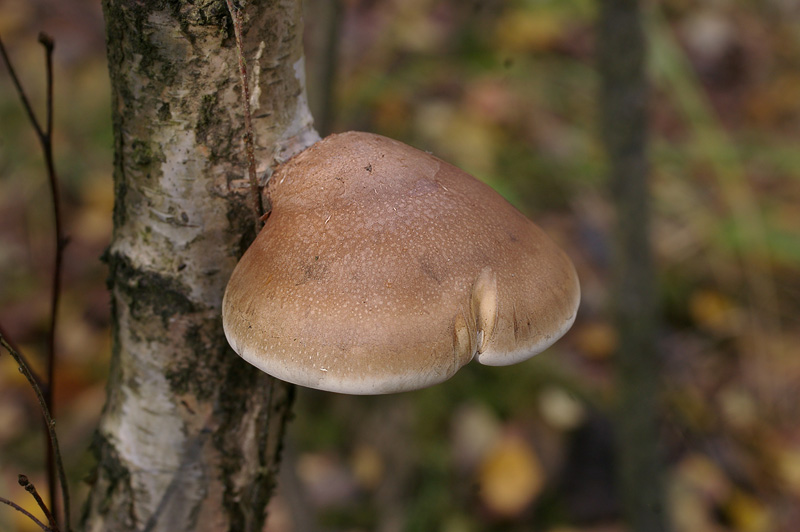 Piptoporus betulinus